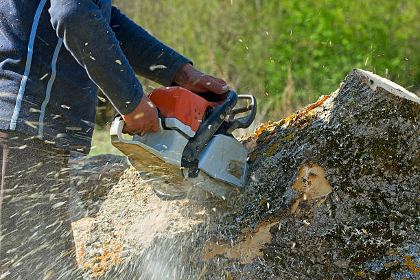  Westview, FL Tree Services Pros